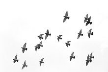 Many Pigeons Birds Flying In The Sky. Black And White