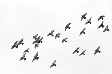 Wall Mural - Many pigeons birds flying in the sky. Black and white