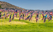 Many US American flags flying, waving on green field
