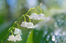 Macro Shot Of Flowers Of Lily Of The Valley In The Rain With Bea