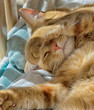 Polydactyl orange cat covering face with large paw