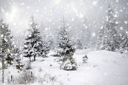 Cuadros en Lienzo Navidad de fondo con abetos nevados
