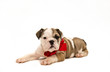 English Bulldog Puppy with Red Bow