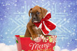 Christmas Boxer Puppy