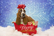Basset Hound Puppy for Christmas