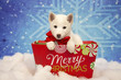 Christmas Shiba Inu Puppy