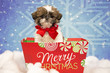 Shih Tzu Puppy for Christmas