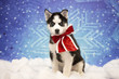 Christmas Siberian Husky Puppy