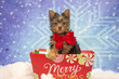 Small Christmas Yorkie Puppy