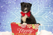 Christmas Pomsky Puppy
