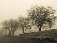 Rank Of Sentinels In The Morning Fog On A Wintry Day.