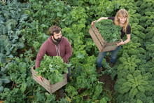 Ssmiling Workers Hold Crates Of Organic Vegetables In Field