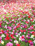Fototapeta Tulipany - Tulip, flower field at Hitachi Seaside Park in Japan. 