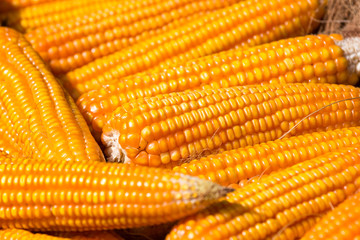 Wall Mural - dried orange corn on the cob, close up