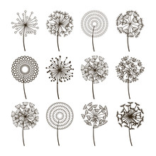 Dandelion Flower Icons. Dandelions Fluffy Seeds Vector Silhouettes