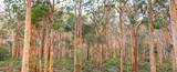 Fototapeta Big Ben - Boranup Karee Forest