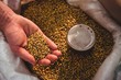 © WavebreakMediaMicro - Manufacturer showing barley in sack at brewery