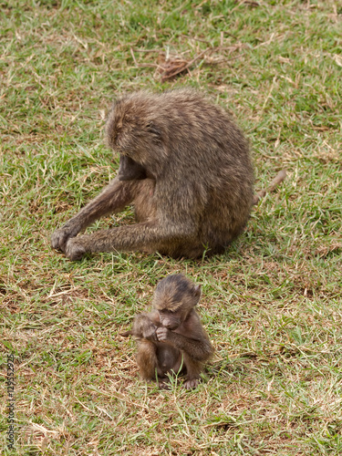Fotografie, Obraz Yellow Baboon (Papio cynocephalus) female in profile and her kid in face sit on grass
