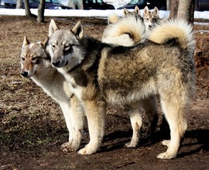  Russian laika - old hunting breed perfoming at the winter dog show