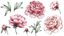Set Vintage Watercolor Elements Of Pink Peonies, Collection Garden Flowers, Leaves, Illustration Isolated On White Background. Bud And Leaf, Peony