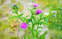 Violet Flowering Welted Thistle Plant From Close
