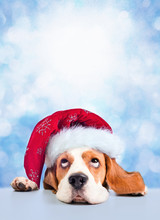 Cute Beagle In Red Santa Hat On Blue Winter Background