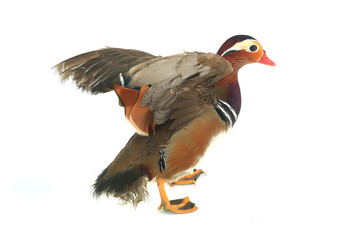 Sticker - mandarin duck