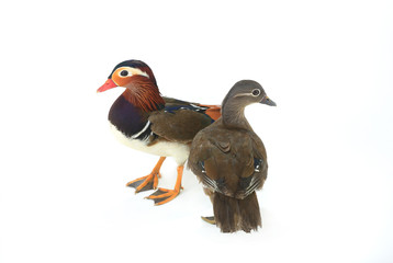 Wall Mural -  mandarin duck