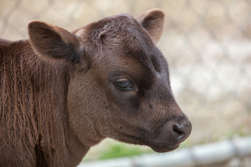 Poster - Dahomey dwarf cattle (Bos primigenius taurus).