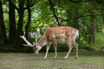 Wall Mural - Persian fallow deer (Dama dama mesopotamica).