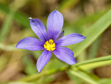 Close Up Image Of A Blue-eyed Grass, Sisyrinchium Angustifolium Flower In Spring