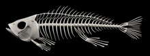 Realistic 3d Render Of Fish Skeleton