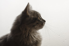 A Profile View Of A Grey Colored Cat