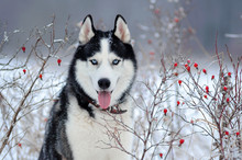 Siberian Husky Dog Black And White Colour In Winter