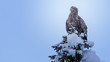 © Roland Albanese - White tailed eagle perching on tree top in snow