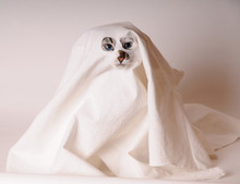 Blue-eyed Cat Dressed As Ghost In Sheet With Slits For The Eyes And Nose