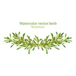 Watercolor vector vignette with rosemary