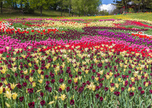 KIEV, UKRAINE-Flower Show Landscape Park In Kiev