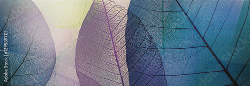 Fototapeta do kuchni tile, transparent leaves