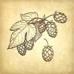 Canvas Print - vector illustration of hops