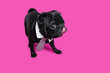 Funny black pug dog with tongue after delicious meal on pink bac