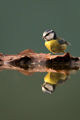 Wall Mural - Blue tit perched on leaves at the edge of water showing reflection in the water.