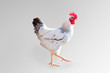 Broiler rooster (isolated).