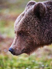 Wall Mural - brown bear portrait