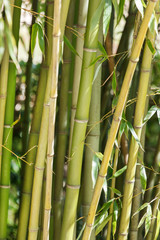 las bambusowy
