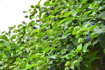 Blackberry (rubus) plant