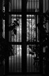 © 88studio - wood door with garden view, black and white