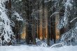 Dense spruce forest covered with snow and warm sunlight in the background