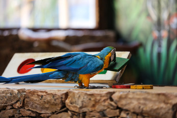 Circus shows of parrots on Fuerteventura, Canary Island, Spain