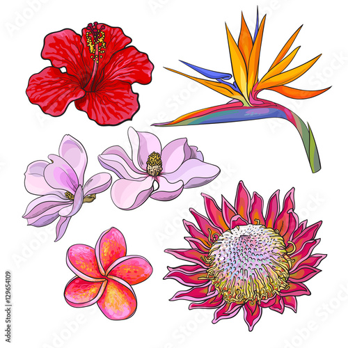 Tropical flowers - hibiscus, protea, plumeria, bird of paradise and magnolia,...